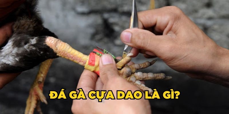 đá gà cựa dao được nhiều người yêu thích nhờ luật chơi đơn giả