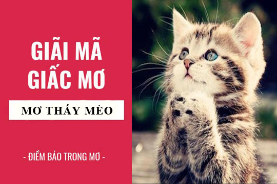 Nằm Mơ Thấy Mèo Là Điềm Báo Gì? Giải Mã Giấc Mơ Thấy Mèo