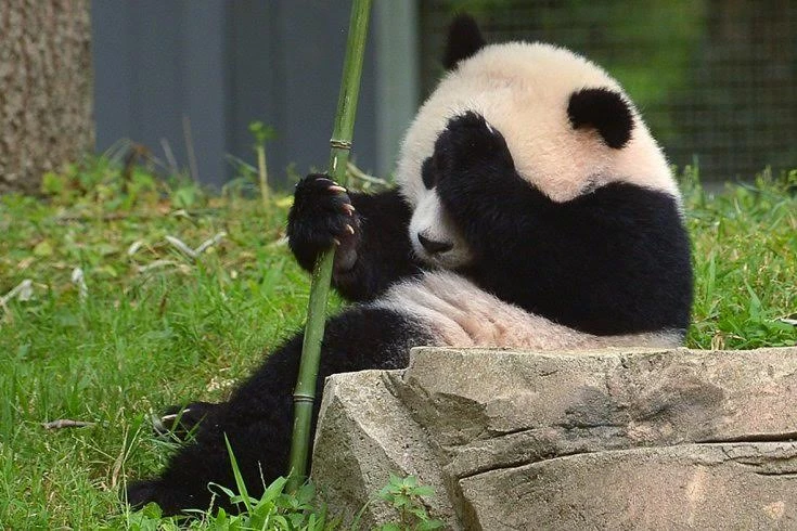 Ý Nghĩa Về Giấc Mơ Thấy Con Gấu Và Những Con Số Thần Tài Chiêm bao về bản thân mình bị biến thành gấu