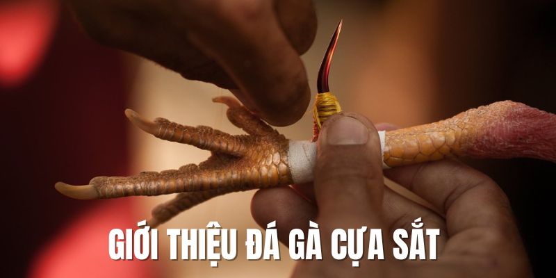 Đá Gà Cựa Sắt 2025 – Trải Nghiệm Không Giới Hạn Cho Hội Viên